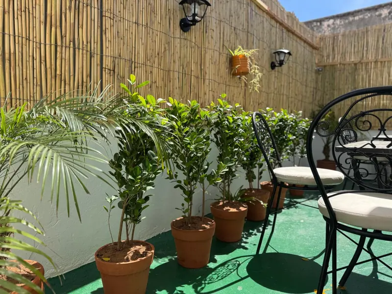 La terrasse, côté plantes
